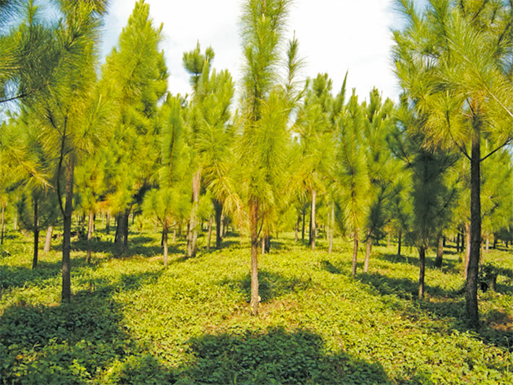 Imagen de varios arboles de Pino